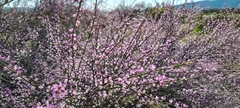 Muraltia scoparia