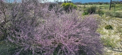 Muraltia scoparia