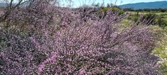 Muraltia scoparia