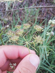 Ammi majus
