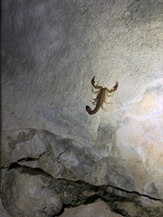 Vaejovis intermedius