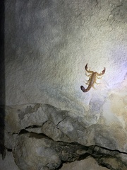 Vaejovis intermedius