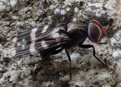 Herina frondescentiae
