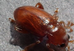Neocrepidodera transversa