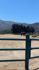 Elephantidae