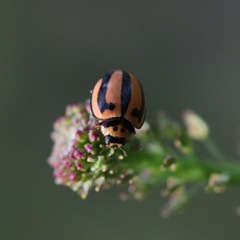 Micraspis frenata