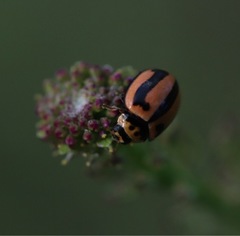 Micraspis frenata