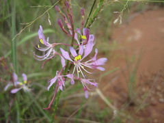 Cleome maculata