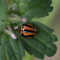 Micraspis frenata