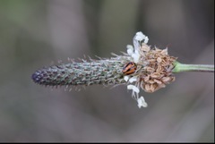 Micraspis frenata
