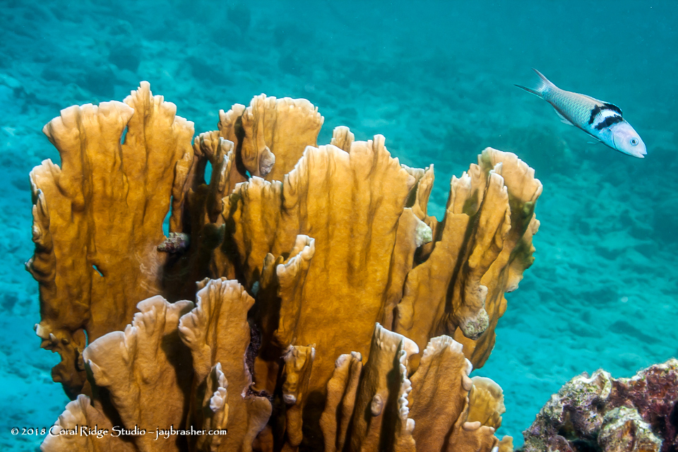 Blade Fire Coral