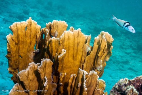 Blade Fire Coral