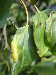 Trichochermes walkeri