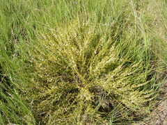 Pollichia campestris