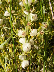 Pollichia campestris