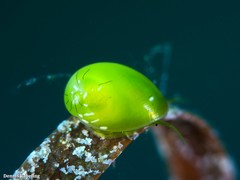 Smaragdia viridis