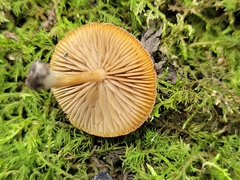 Simocybe serrulata