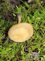 Simocybe serrulata