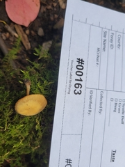 Simocybe serrulata