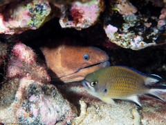 Gymnothorax unicolor