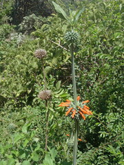 Leonotis nepetifolia nepetifolia