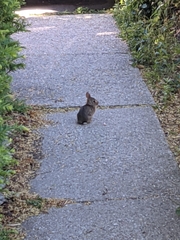 Sylvilagus floridanus