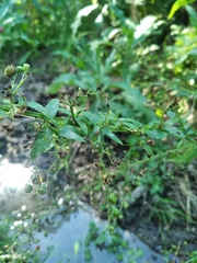 Scrophularia umbrosa