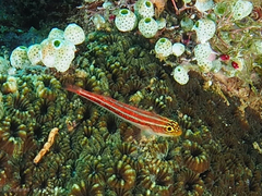 Helcogramma striata