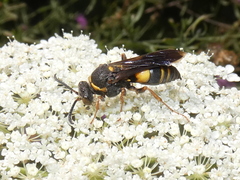 Nysson plagiatus