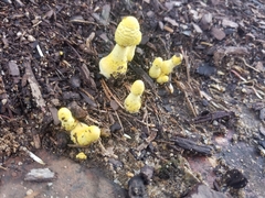 Leucocoprinus birnbaumii