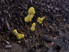 Leucocoprinus birnbaumii