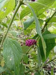 Lantana rugosa