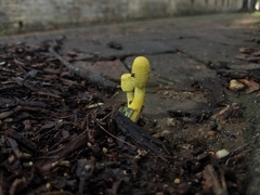 Leucocoprinus birnbaumii