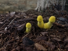 Leucocoprinus birnbaumii