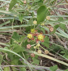 Pentarrhinum insipidum
