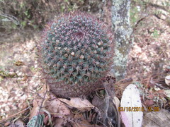 Mammillaria rhodantha fera-rubra