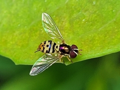 Allograpta radiata