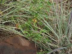 Pentarrhinum insipidum