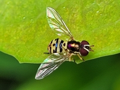 Allograpta radiata