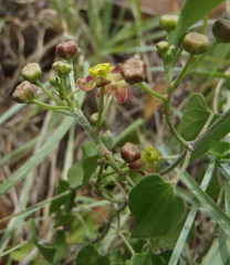 Pentarrhinum insipidum
