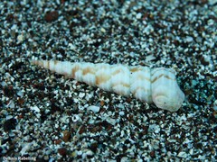 Turritella turbona