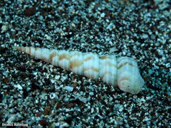 Turritella turbona