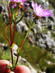 Lampranthus falcatus