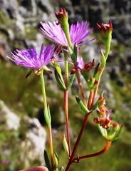 Lampranthus falcatus