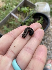 Spodoptera
