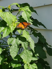 Danaus plexippus