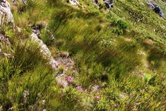 Lampranthus falcatus