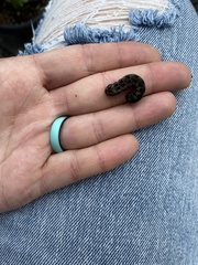 Spodoptera