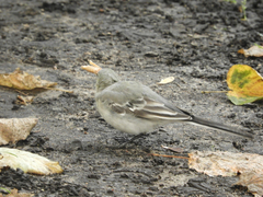 Motacilla alba