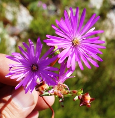 Lampranthus falcatus